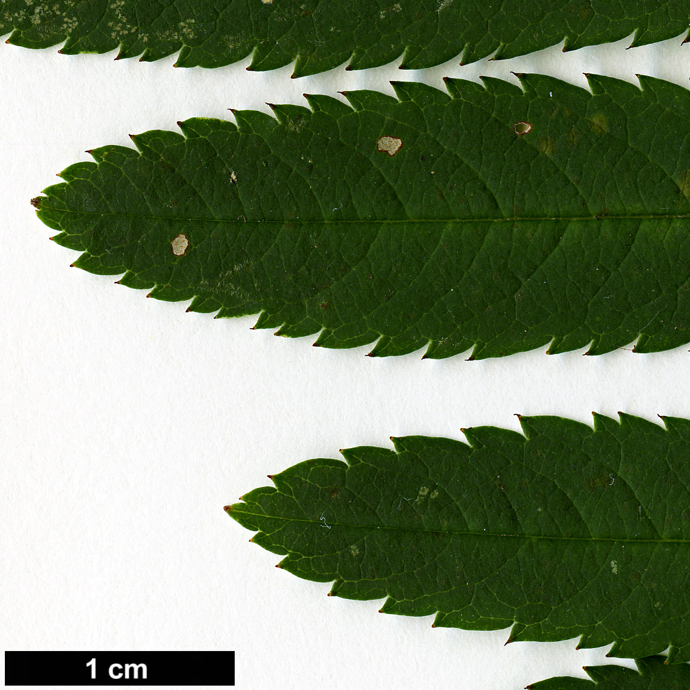 High resolution image: Family: Rosaceae - Genus: Sorbus - Taxon: KR 6445F (S. aff. rehderiana)